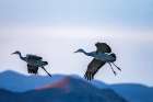 USA, New Mexico, Bosque Del Apache National Wildlife Refuge. Sandhill cranes landing at sunset. Art Print